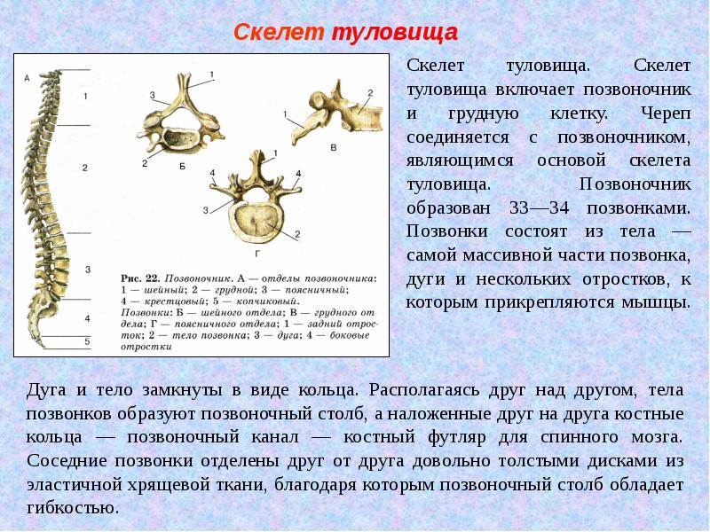 Биология 8 класс краткое содержание. Биология 8 класс скелет головы и туловища. Скелет черепа и туловища. Особенности скелета головы и туловища. Строение скелета головы и позвоночника.