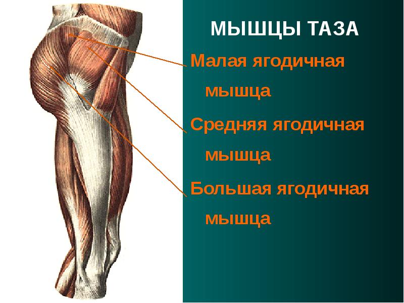 Средняя мышца. Мышцы таза. Функции большой ягодичной мышцы. Малая ягодичная. Малая ягодичная мышца.