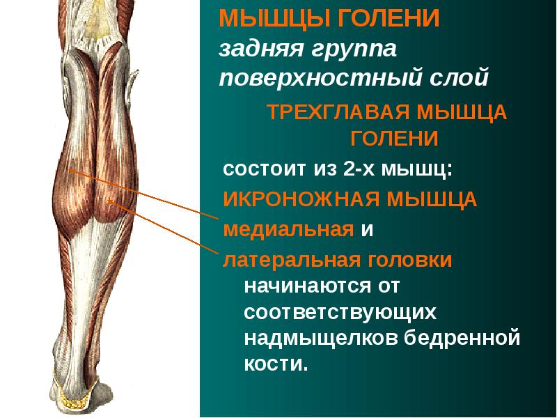 Голень состоит из одной кости. Трехглавая мышца голени иннервация. Трехглавая мышца голени анатомия. Задняя большеберцовая мышца. Мышцы голени задняя группа.