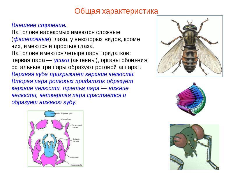 Проект класс насекомые 7 класс