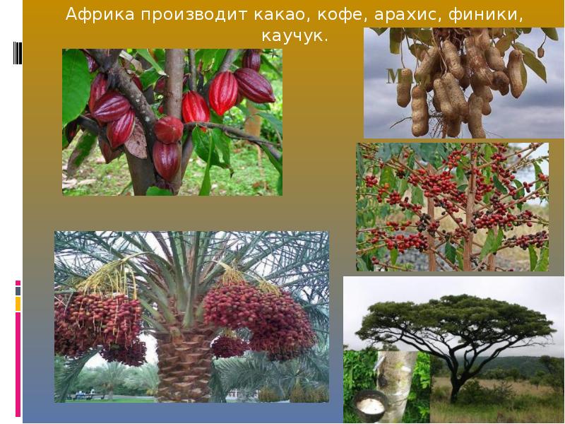 5 растений африки. Растения Африки. Растения Африки для детей. Растительный мир Африки. Что растет в Африке растения.