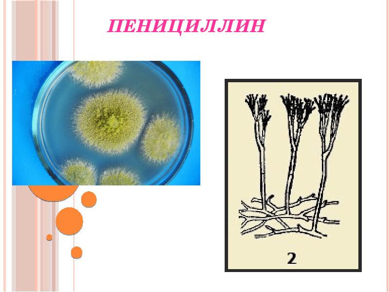 Пенициллин картинки для презентации