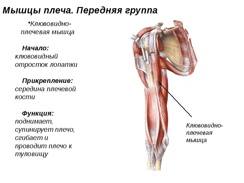 Мышцы верхней конечности презентация