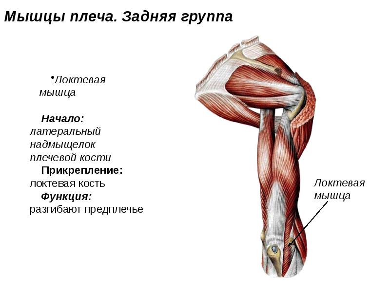 Мышцы верхней конечности презентация