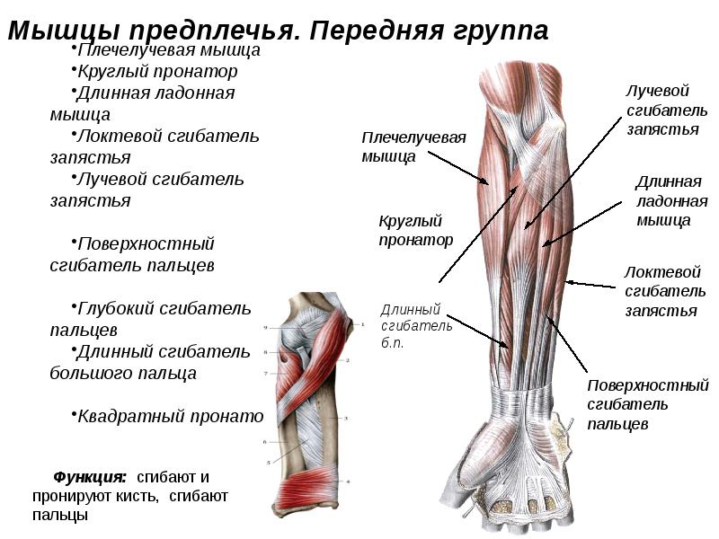 Мышцы предплечья передняя группа