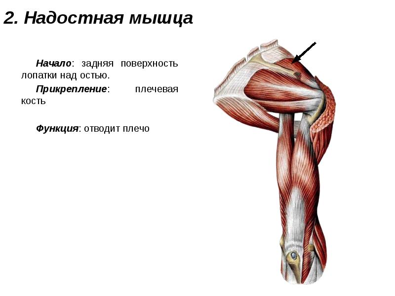 Мышцы плечевого пояса презентация