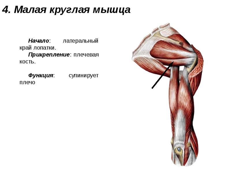 Мышцы верхней конечности презентация