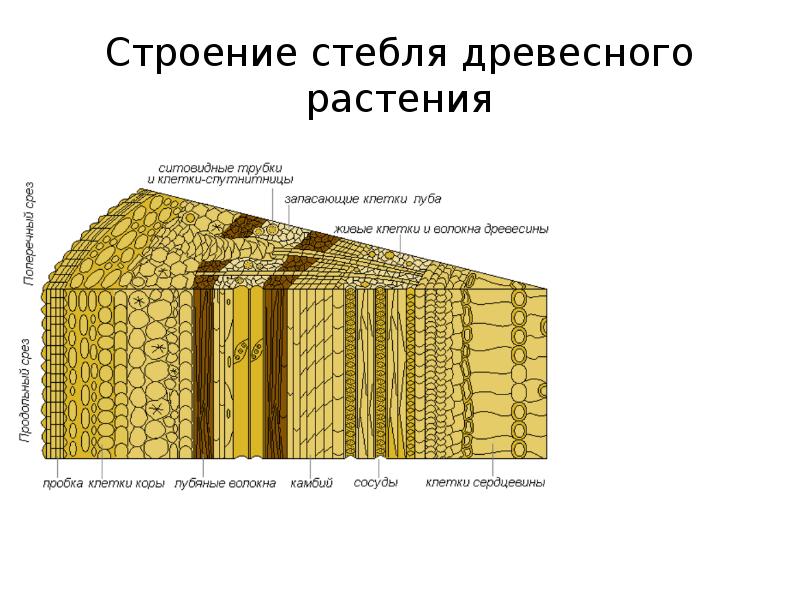 Внутреннее строение стебля 6. Строение стебля древесного растения. Анатомия стебля древесных растений. Схема строения стебля древесного растения. Поперечное сечение стебля растения древесина.