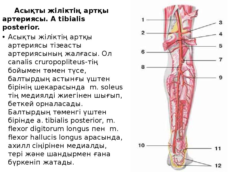 Canalis cruropopliteus стенки