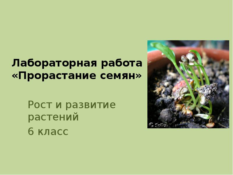 Лабораторная работа  «Прорастание семян»  Рост и развитие растений 6
