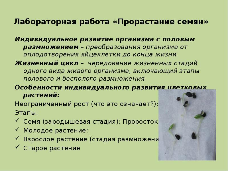 Лабораторная работа «Прорастание семян» Индивидуальное развитие организма с половым размножением –