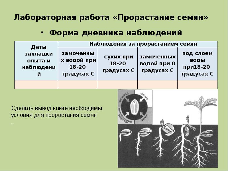 Лабораторная работа определение условий прорастания семян. Таблица по биологии за 6 класс условия прорастания семян. Прорастание семян 6 класс биология таблица. Таблица по биологии прорастание семян. Опыт прорастание семян 6 класс биология.