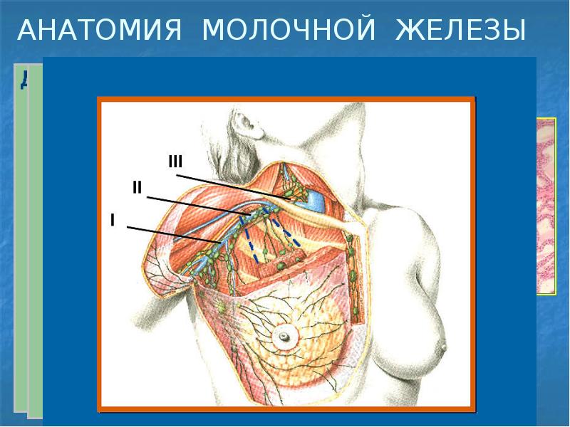 Презентация молочная железа