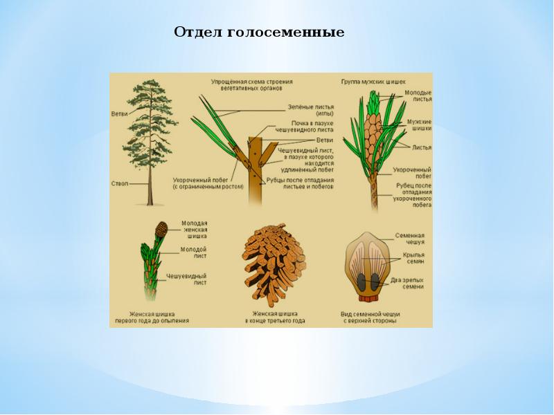 Отдел голосеменные презентация 6 класс пономарева