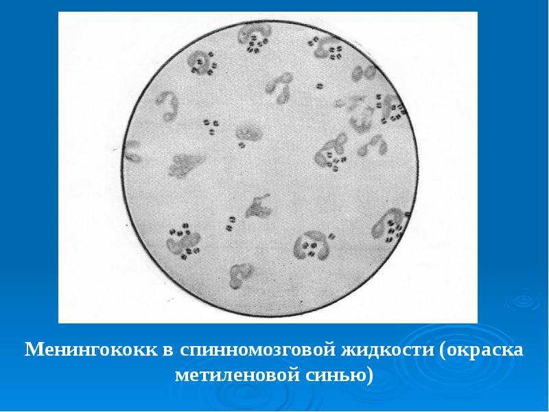 Менингококк рисунок микробиология