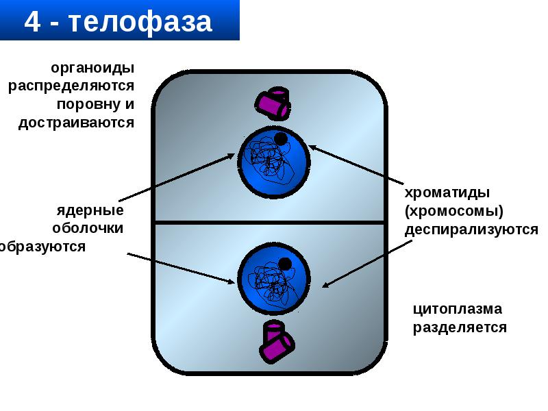 В чем состоит подготовка клетки к митозу