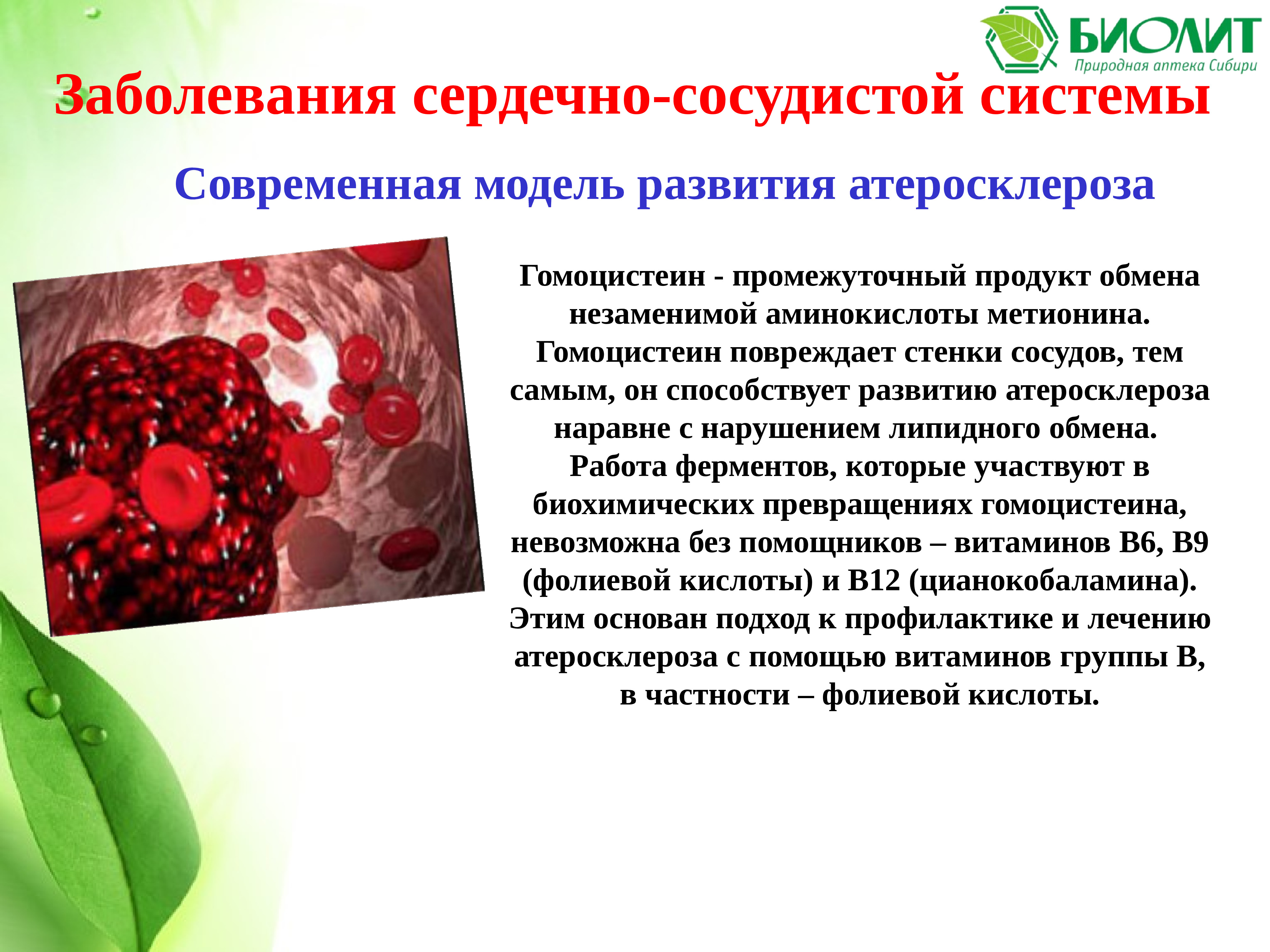 Промежуточный продукт. Атеросклероз и гомоцистеин. Развитию атеросклероза способствует. Биолит для сосудов. Заболевания и состояния, способствующие развитию атеросклероза:.