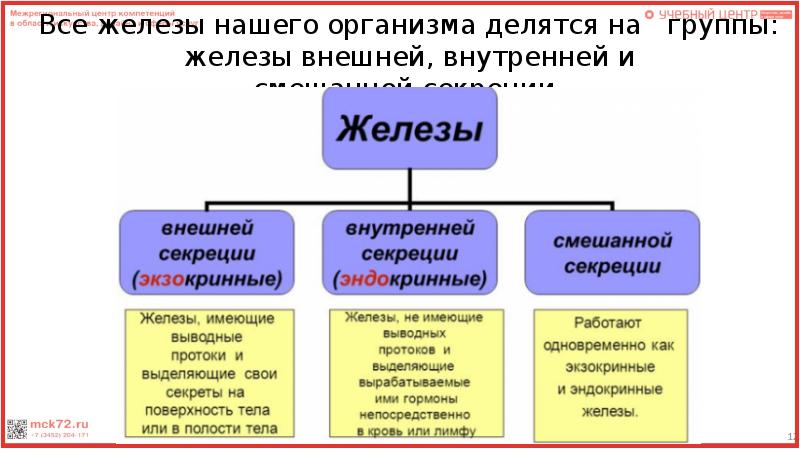 Отличие желез внешней и внутренней