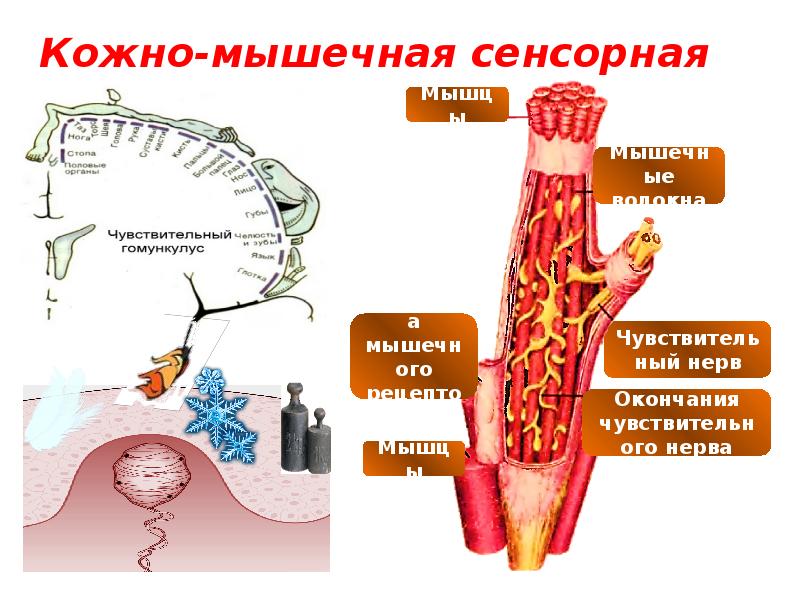 Сенсорные системы организма презентация