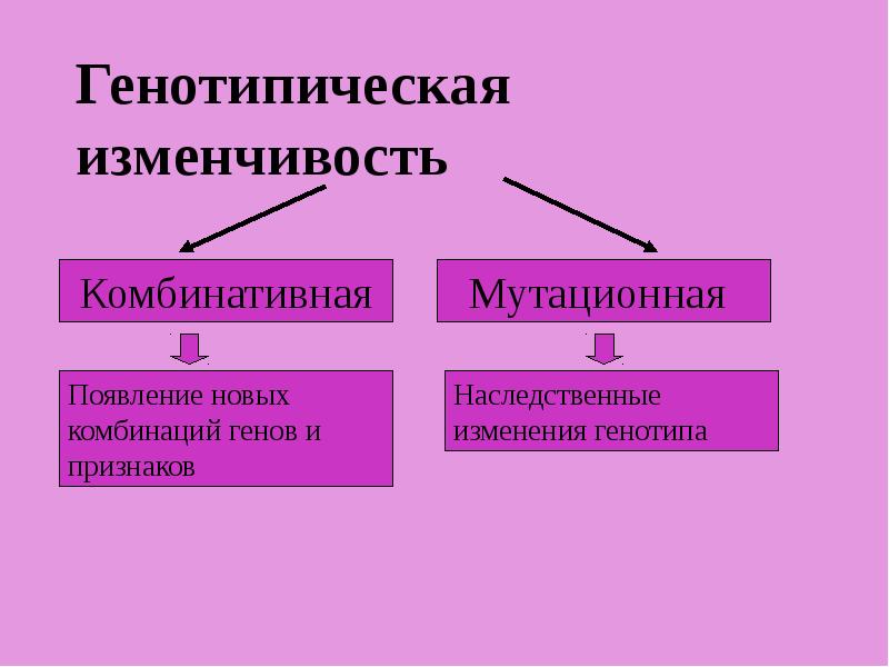 Наследственная генотипическая изменчивость презентация 9 класс