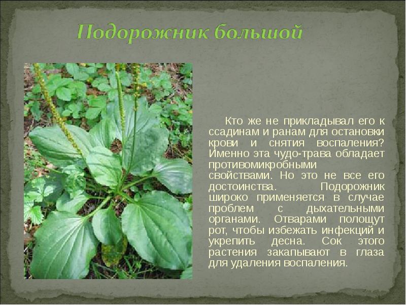 Легустра растение фото и описание