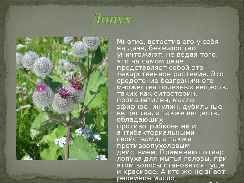 Охраняемые растения ленинградской области описание и фото