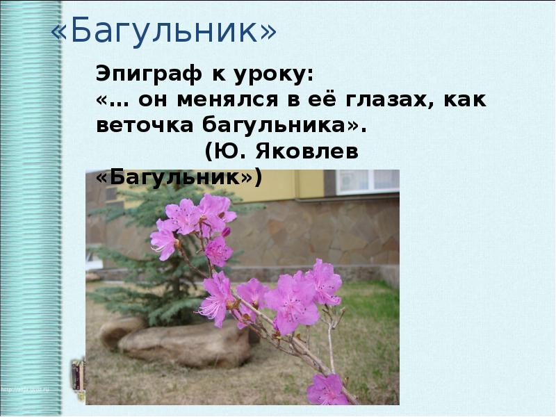 Багульник яковлев план