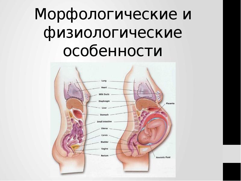 Морфологические и физиологические особенности