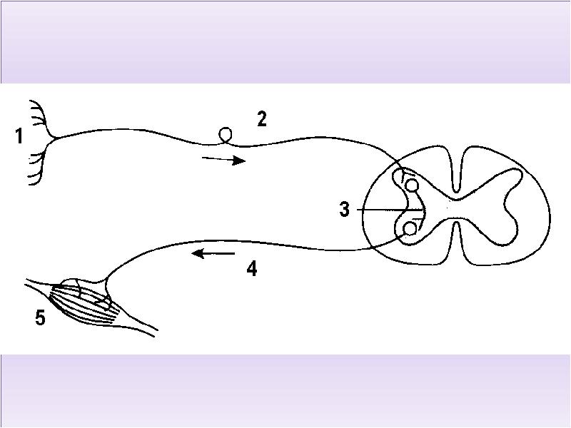 Строение рефлекторной дуги рисунок с подписями