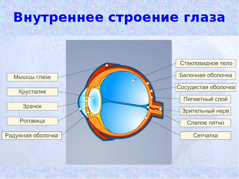 Укажите какие отделы зрительного анализатора отмечены на рисунке цифрами