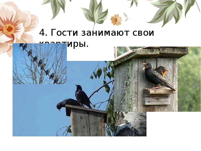 Сочинение 3 класс пернатые гости по плану