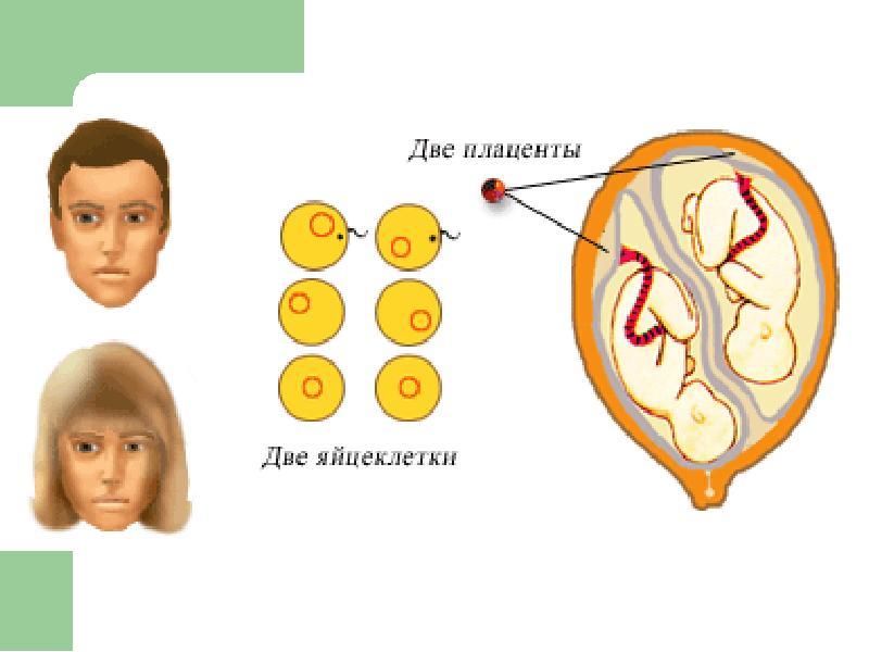 Однояйцевые близнецы презентация