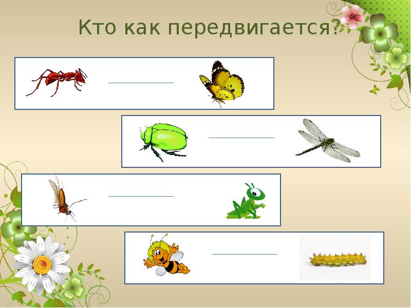 Занятие насекомые в старшей. Насекомые для дошкольников. Занятие на тему насекомые. Насекомые задания для детей. Насекомые занятие для дошкольников.