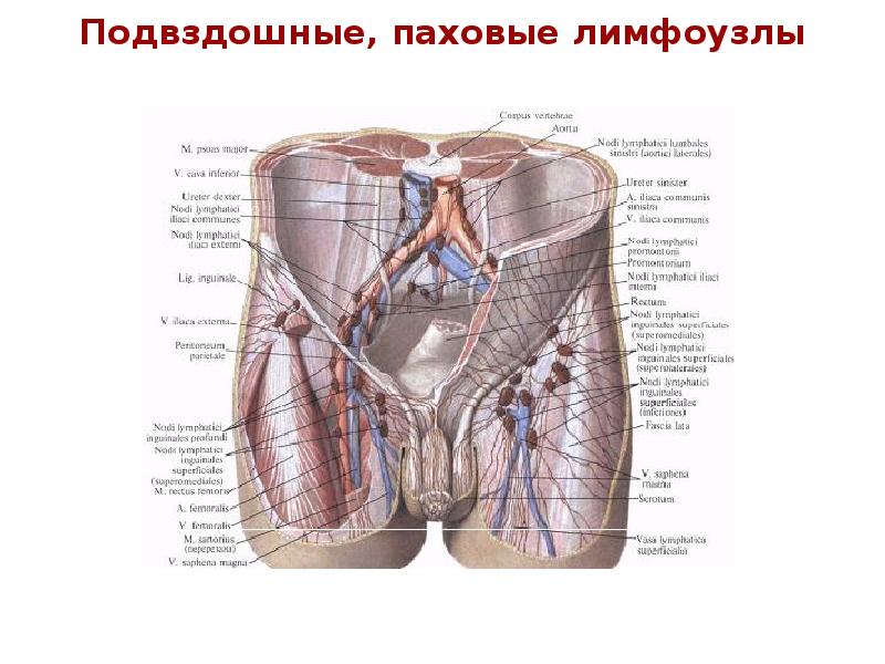 Паховые лимфоузлы у мужчин расположение схема Министерство здравоохранения Свердловской области Нижнетагильский филиал