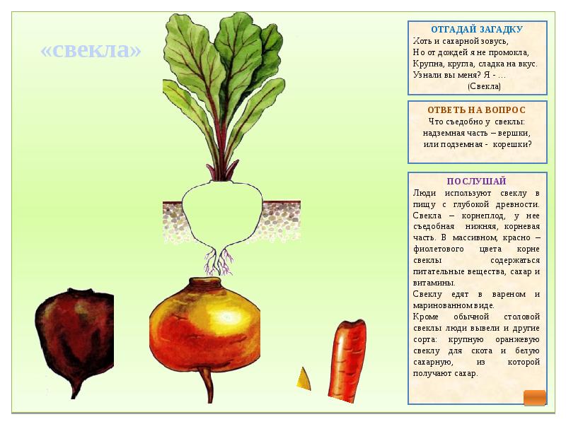 Салат вершки и корешки