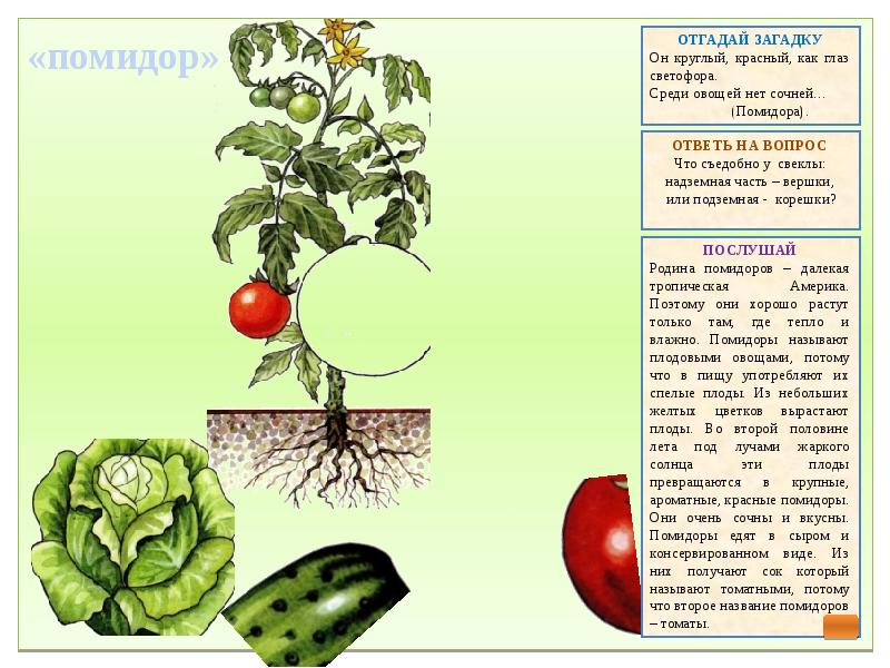 Игра вершки и корешки в картинках