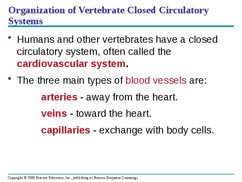 Organization of Vertebrate Closed Circulatory Systems
Humans and other vertebrates have Organization of Vertebrate Closed Circulatory Systems
Humans and other vertebrates have