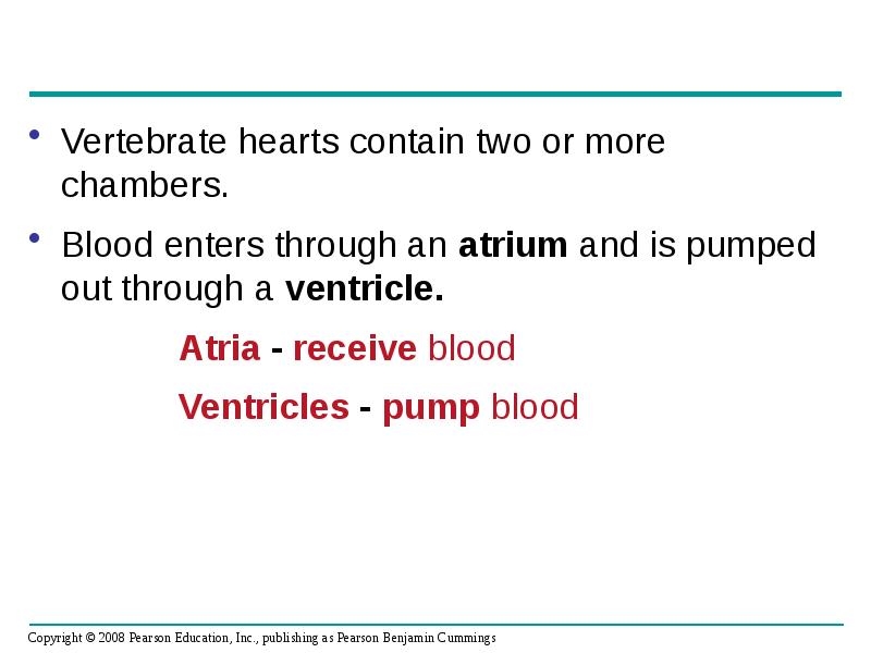 Vertebrate hearts contain two or more chambers.
Vertebrate hearts contain two Vertebrate hearts contain two or more chambers.
Vertebrate hearts contain two