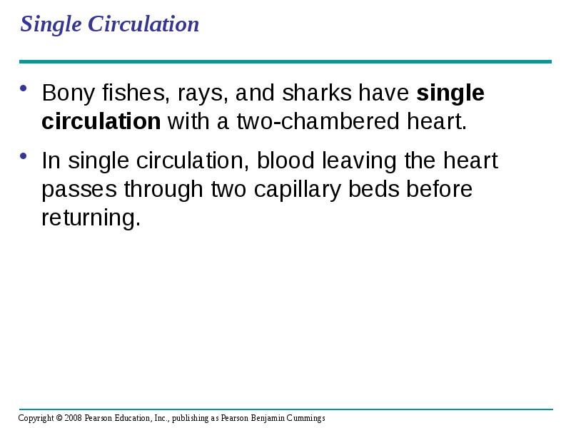 Single Circulation
Bony fishes, rays, and sharks have single circulation with Single Circulation
Bony fishes, rays, and sharks have single circulation with