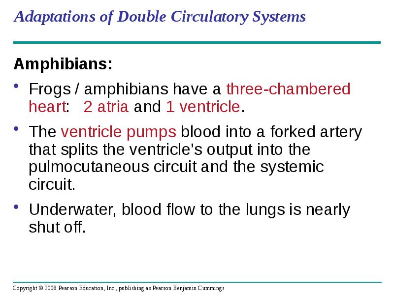 Adaptations of Double Circulatory Systems
Amphibians:
Frogs / amphibians have a Adaptations of Double Circulatory Systems
Amphibians:
Frogs / amphibians have a