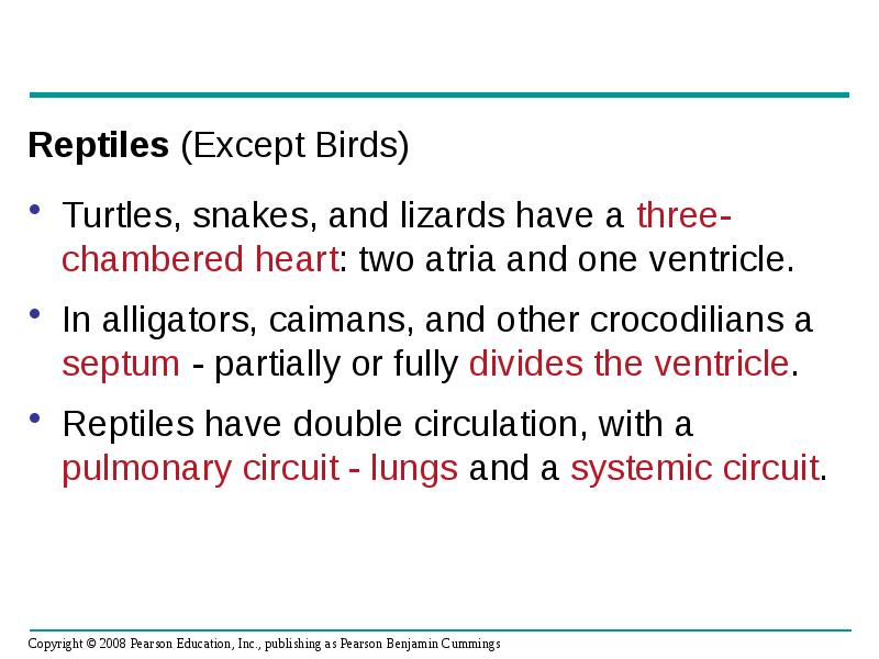 Reptiles (Except Birds)
Turtles, snakes, and lizards have a three-chambered heart: Reptiles (Except Birds)
Turtles, snakes, and lizards have a three-chambered heart: