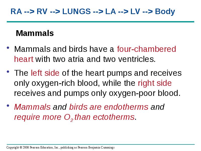 Mammals
Mammals and birds have a four-chambered heart with two atria Mammals
Mammals and birds have a four-chambered heart with two atria