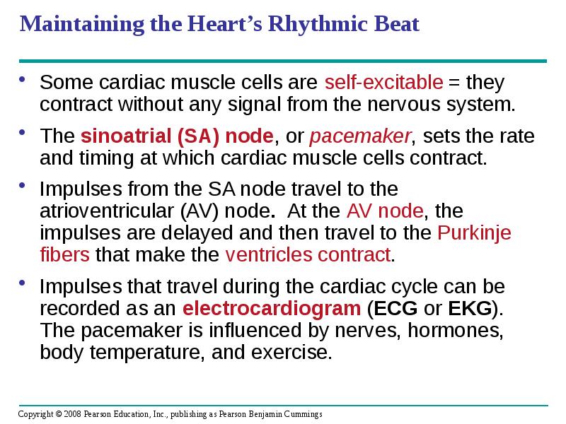 Maintaining the Heart’s Rhythmic Beat
Some cardiac muscle cells are self-excitable Maintaining the Heart’s Rhythmic Beat
Some cardiac muscle cells are self-excitable