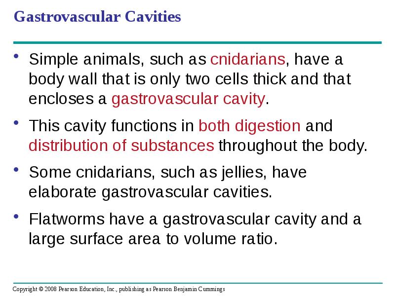 Gastrovascular Cavities
Simple animals, such as cnidarians, have a body wall Gastrovascular Cavities
Simple animals, such as cnidarians, have a body wall