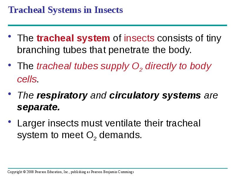 Tracheal Systems in Insects
The tracheal system of insects consists of Tracheal Systems in Insects
The tracheal system of insects consists of