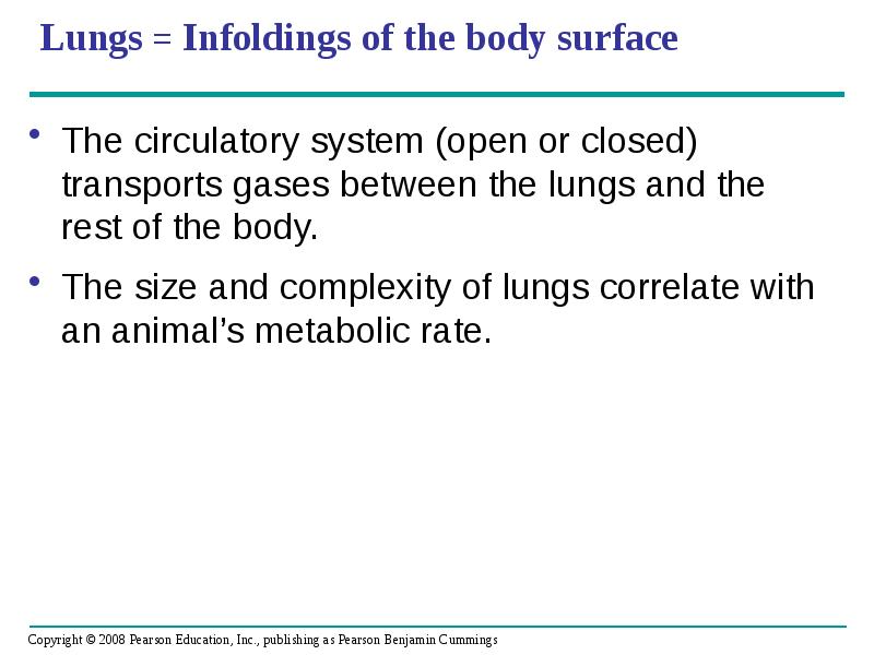 Lungs = Infoldings of the body surface
The circulatory system Lungs = Infoldings of the body surface
The circulatory system
