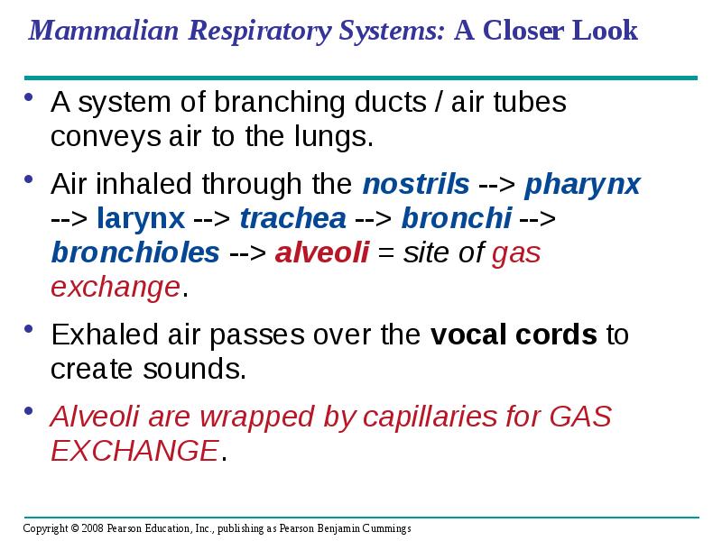 Mammalian Respiratory Systems: A Closer Look
A system of branching ducts Mammalian Respiratory Systems: A Closer Look
A system of branching ducts
