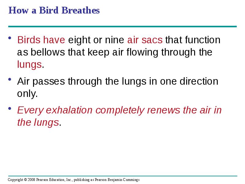 How a Bird Breathes
Birds have eight or nine air sacs How a Bird Breathes
Birds have eight or nine air sacs