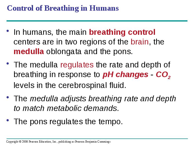 Control of Breathing in Humans
In humans, the main breathing control Control of Breathing in Humans
In humans, the main breathing control