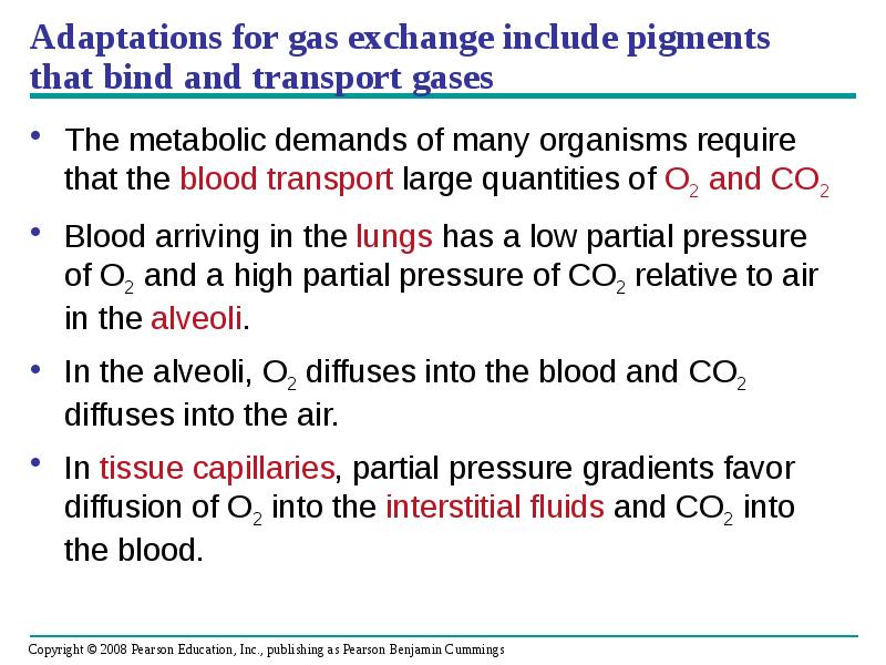 Adaptations for gas exchange include pigments that bind and transport gases
Adaptations for gas exchange include pigments that bind and transport gases